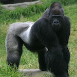 G. gorilla